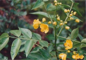 Кассия остролистная или сенна остролистная (Cassia acutifolia Del.)
