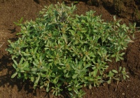 Сушеница топяная (Cinaphalium uliginosum L.)