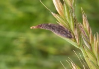 Спорынья пурпуровая (Claviceps purpurea (Fries) Tulasne