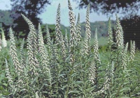 Наперстянка крупноцветковая (Digitalis grandiflora Mill.)