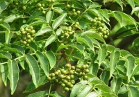 Бархат амурский или амурское пробковое дерево - Phellodendron amurense Rupr