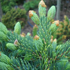 Ель аянская (Picea ajanensis) молодые побеги