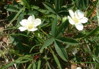 Лапчатка белая (Potentilla alba L.)