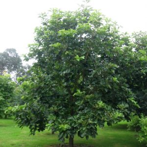 Дуб зубчатый (Quercus dentata)