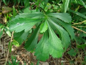 Полынь японская (Artemisia japonica)